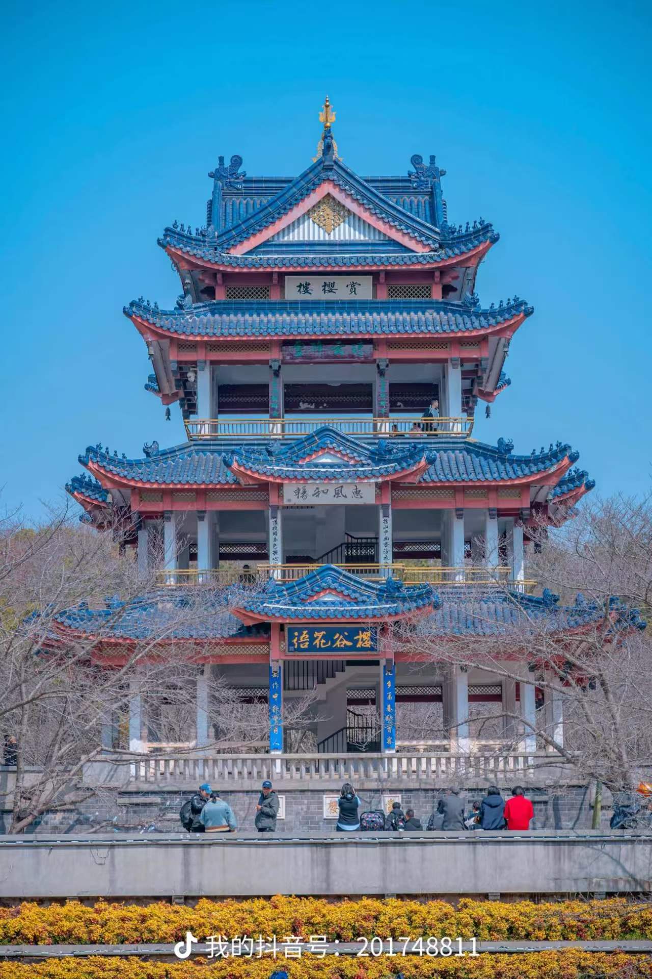 无锡太湖鼋头渚：三月赏樱半日到一日